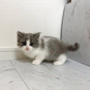 ミヌエット(長足)【愛知県・男の子・2025年9月30日・ブルータビー&ホワイト（長毛）】の写真「人が大好き綺麗なハチワレBoy💙🩵💙」