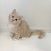 ミヌエット(長足)