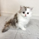 ミヌエット(長足)