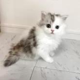 ミヌエット(長足)