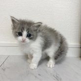 ミヌエット(長足)