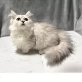 ミヌエット(短足)