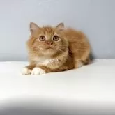 ミヌエット(長足)