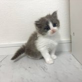 ミヌエット(長足)