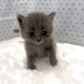 ミヌエット(長足)【愛知県・女の子・2025年8月9日・ブルー】の写真2