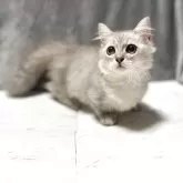 ミヌエット(短足)【愛知県・男の子・2025年6月26日・チンチラシルバー】の写真3