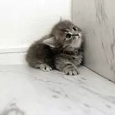 ミヌエット(短足)【愛知県・男の子・2025年10月7日・ブルータビー】の写真3