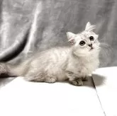 ミヌエット(短足)【愛知県・男の子・2025年6月26日・チンチラシルバー】の写真5