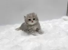 ミヌエット(長足)【愛知県・女の子・2026年1月9日・ブルーゴールデン】の写真6