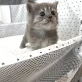 ミヌエット(長足)【愛知県・女の子・2025年8月9日・ブルーシルバー】の写真7