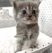 ミヌエット(長足)【愛知県・女の子・2025年8月9日・ブルーシルバー】の写真9