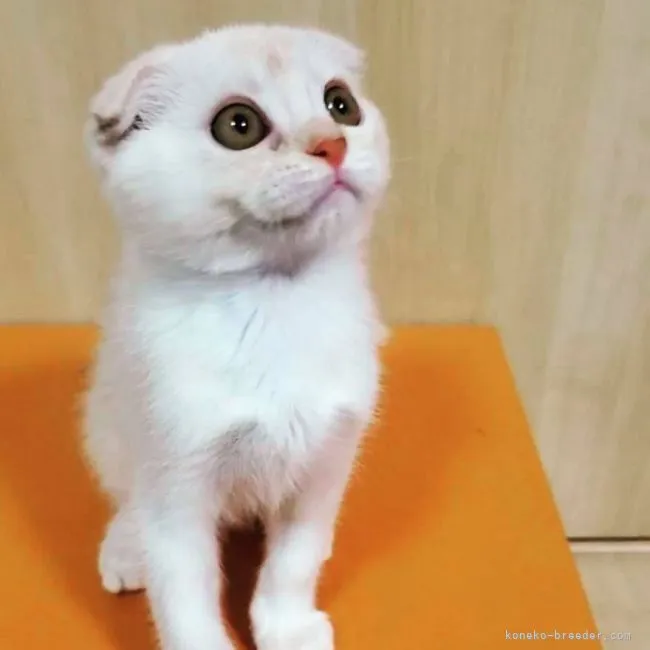 ID:2107-00947の子猫