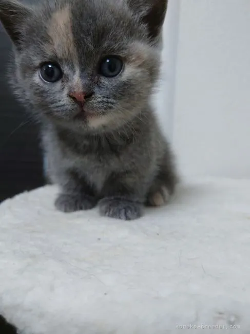 ID：2110-00128の子猫