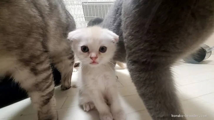 ID：2103-01041の子猫