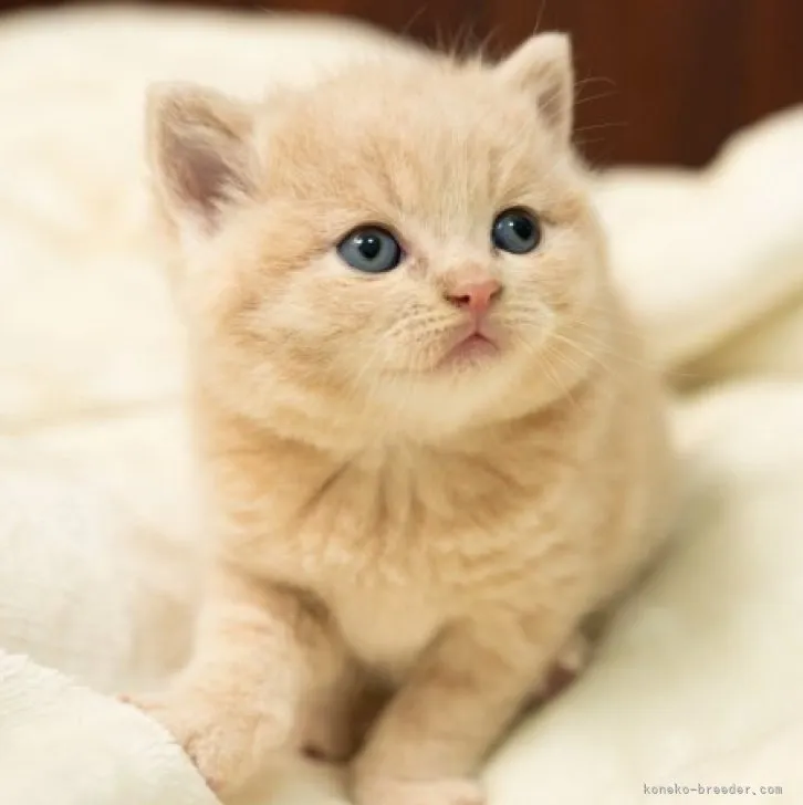 ID：2304-02771の子猫