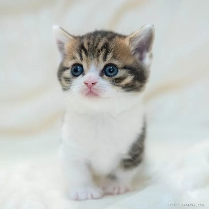 ID：2312-01881の子猫