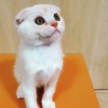 スコティッシュフォールド(折れ耳)【大阪府・男の子・2021年6月13日・クリーム&ホワイト（短毛）】の写真「本当に元気で可愛い男の子です！お顔はバツグンです！」