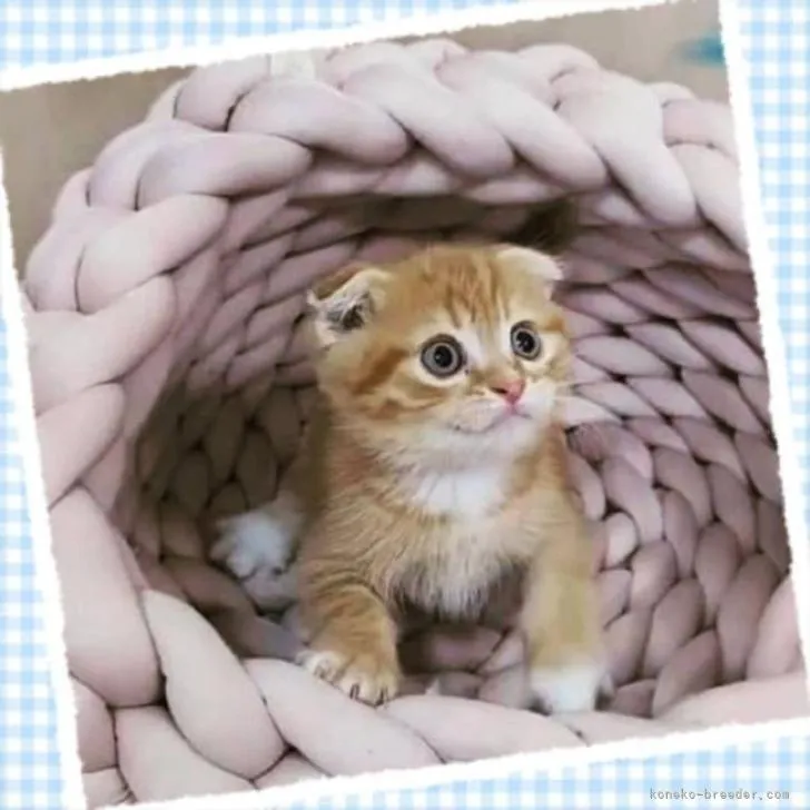 ID：2207-02221の子猫