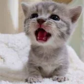 マンチカン(短足)【大阪府・男の子・2021年12月18日・ブルータビー】の写真2