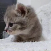 マンチカン(短足)【大阪府・男の子・2021年12月18日・ブルータビー】の写真3