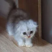 スコティッシュフォールド(折れ耳)【大阪府・女の子・2021年9月28日・シルバータビー&ホワイト】の写真3