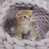 スコティッシュフォールド(折れ耳)【大阪府・男の子・2022年6月22日・レッドタビー】の写真4