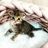 スコティッシュフォールド(折れ耳)【大阪府・女の子・2022年6月22日・ブラウンタビー】の写真5