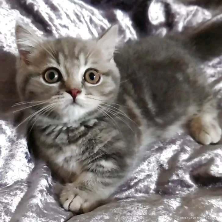 マンチカン(短足)【大阪府・男の子・2025年8月30日・ブルータビー】の写真1