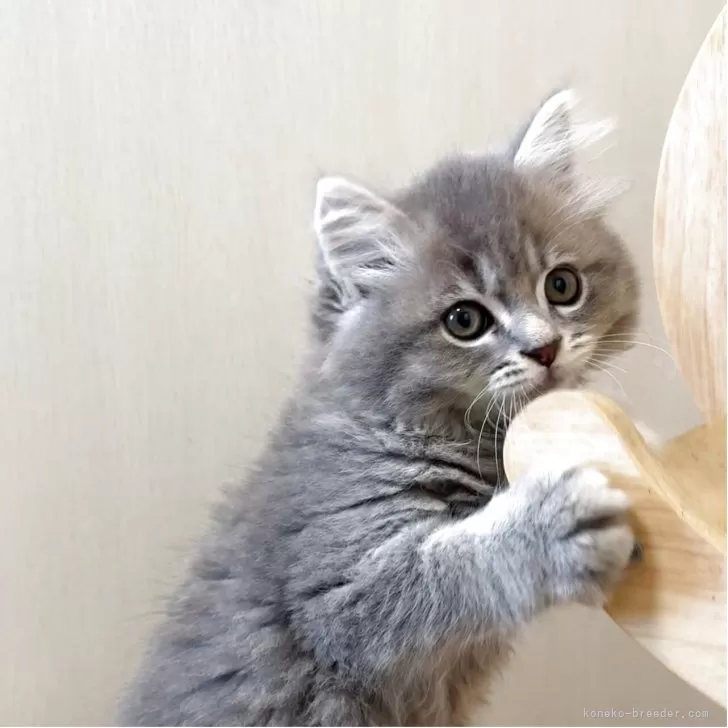 ID：2507-01506の子猫