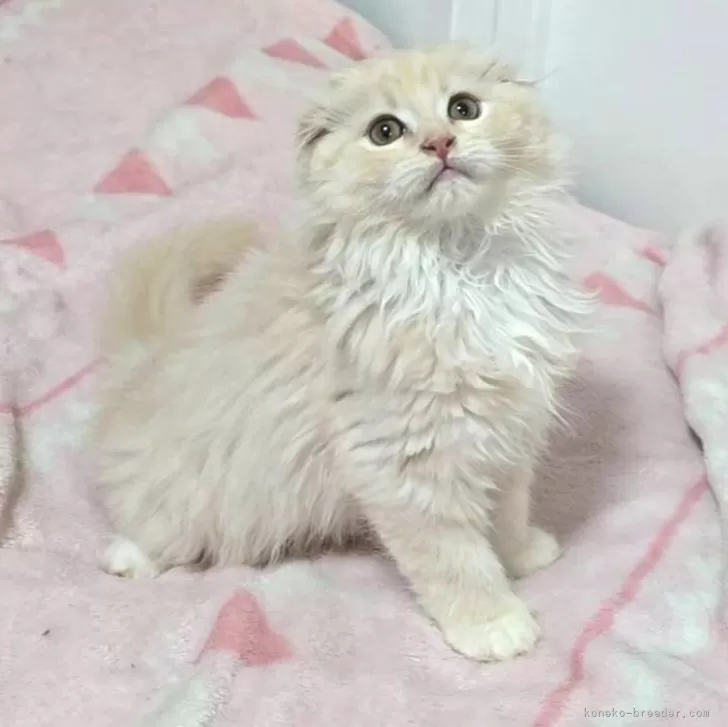 ID：2504-02235の子猫