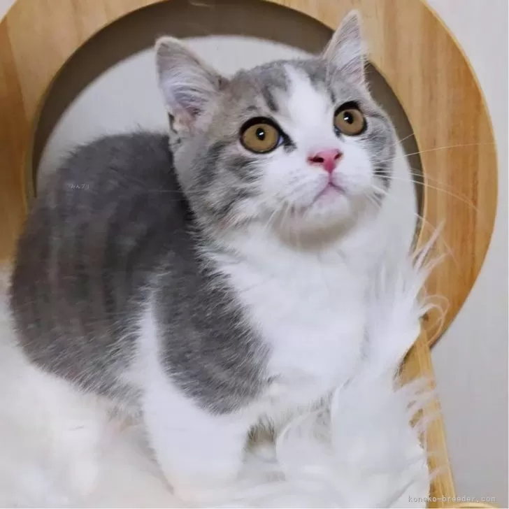 ID：2410-00096の子猫