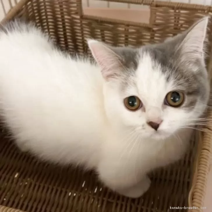 ID：2507-01504の子猫