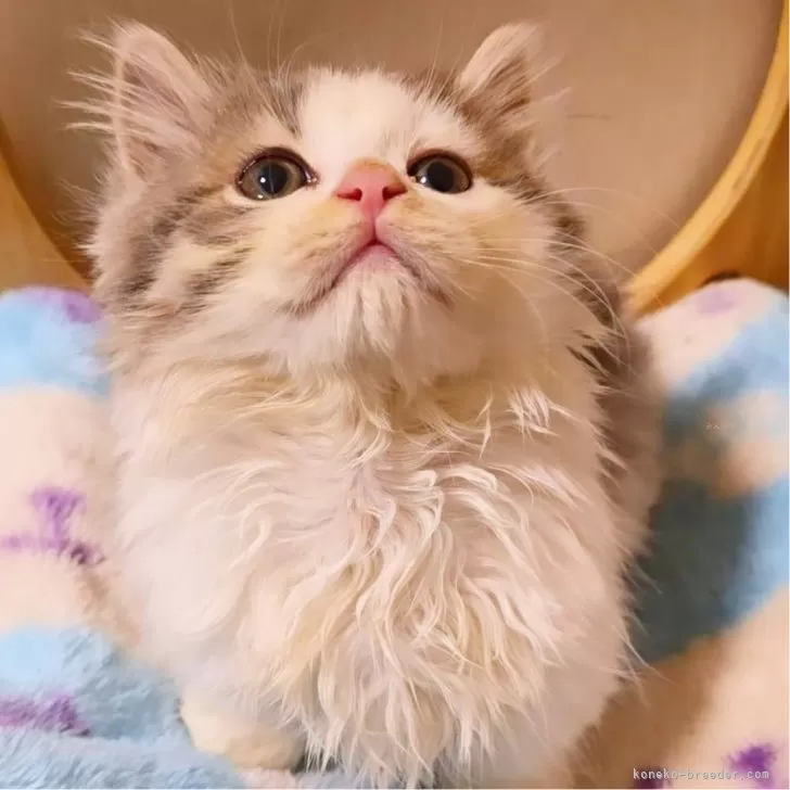Y.S 様のお迎えした子猫