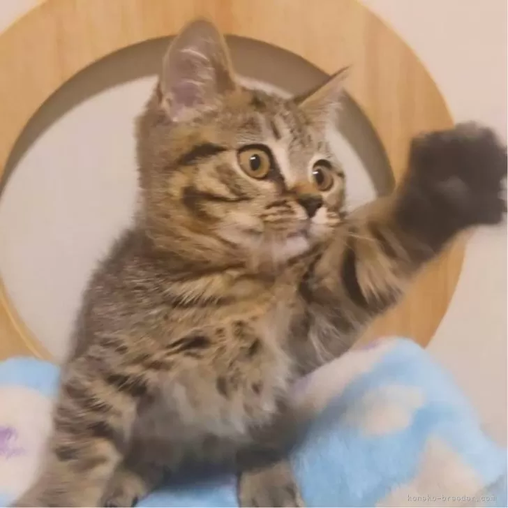 ID：2501-01714の子猫