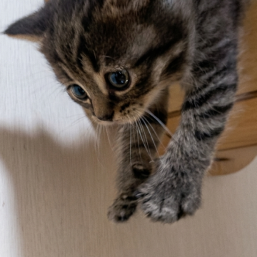 マンチカン(長足)