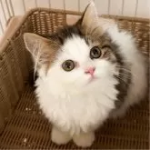 マンチカン(短足)