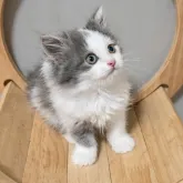マンチカン(長足)