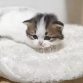 マンチカン(短足)