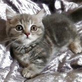 マンチカン(短足)