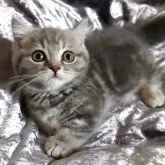 マンチカン(短足)