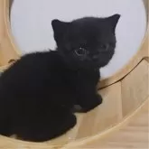 マンチカン(短足)【大阪府・女の子・2024年12月20日・ブラック】の写真1