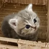 マンチカン(短足)