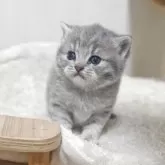 マンチカン(長足)