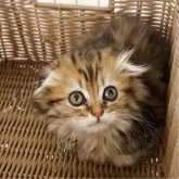 スコティッシュフォールド(折れ耳)【大阪府・女の子・2025年7月28日・ブラウンタビー】の写真2