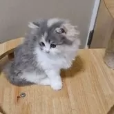 マンチカン(長足)【大阪府・女の子・2025年9月20日・ダイリュートキャリコ】の写真2