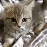 マンチカン(短足)【大阪府・男の子・2025年8月30日・ブルータビー】の写真5