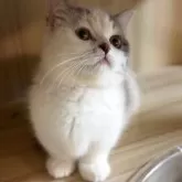 マンチカン(短足)【大阪府・女の子・2025年6月17日・ブールーホワイト】の写真6