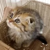 スコティッシュフォールド(折れ耳)【大阪府・女の子・2025年7月28日・ブラウンタビー】の写真6