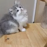 マンチカン(長足)【大阪府・女の子・2025年9月20日・ブルーホワイト】の写真7