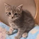 マンチカン(長足)【大阪府・女の子・2025年2月18日・ブルータビー】の写真7